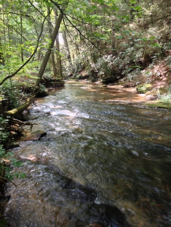 Nimblewill Creek